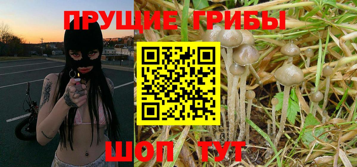 Псилоцибиновые грибы Psilocybe  Вход с VPN  Благовещенск  Псилоцибиновые грибы мухоморы 